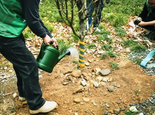 Tree Planting