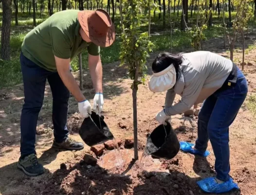Tree Planting