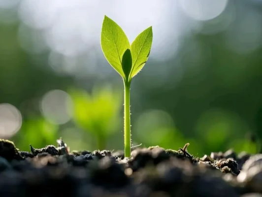 Tree Planting